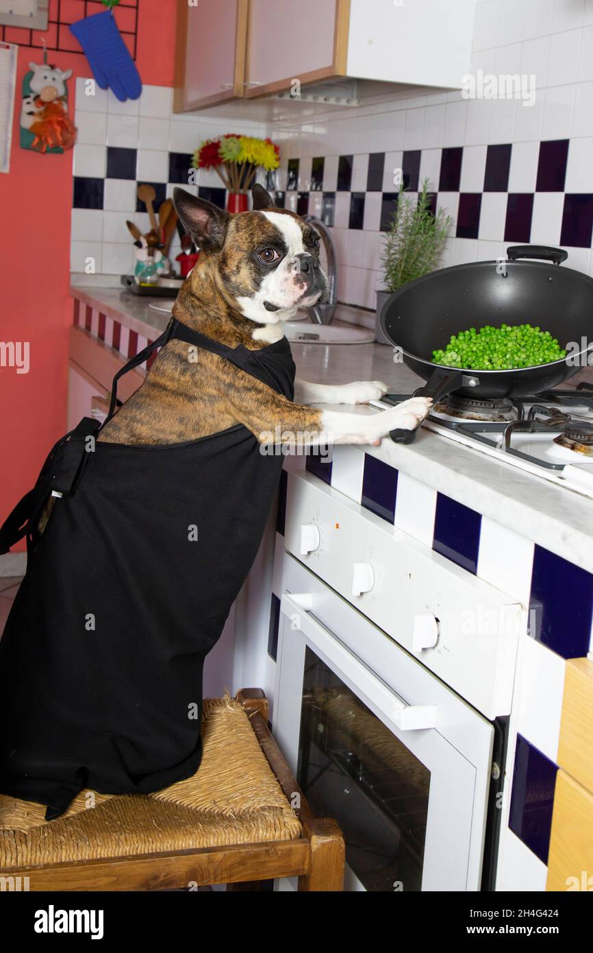 Humorous photography , dogs acting like humans . Boston Terrier in a black apron cooking dinner on a gas stove Stock Photo