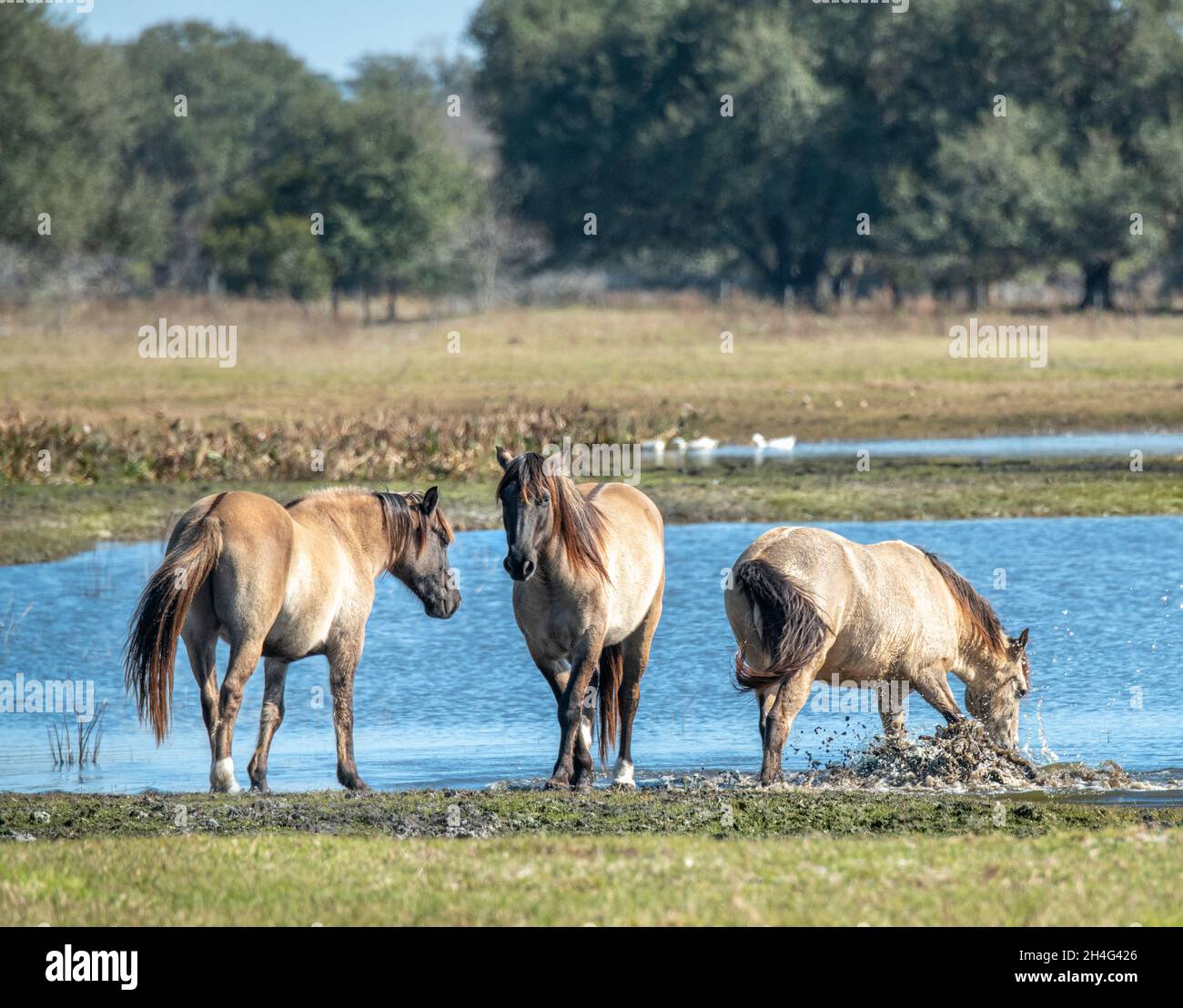 American Mustang Horses  at a pond of water. Stock Photo