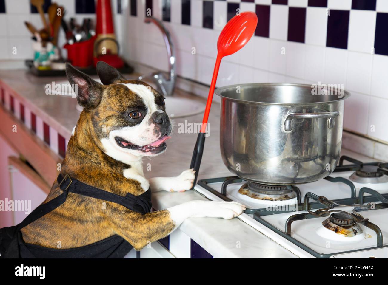 Humorous photography , dogs acting like humans . Boston Terrier in a black apron cooking dinner on a gas stove Stock Photo