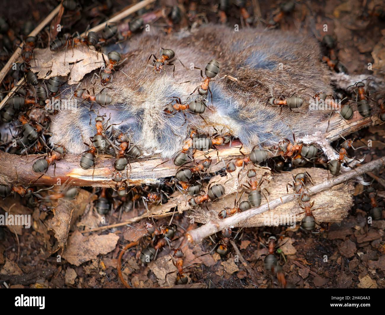 Eat invertebrates hires stock photography and images Alamy