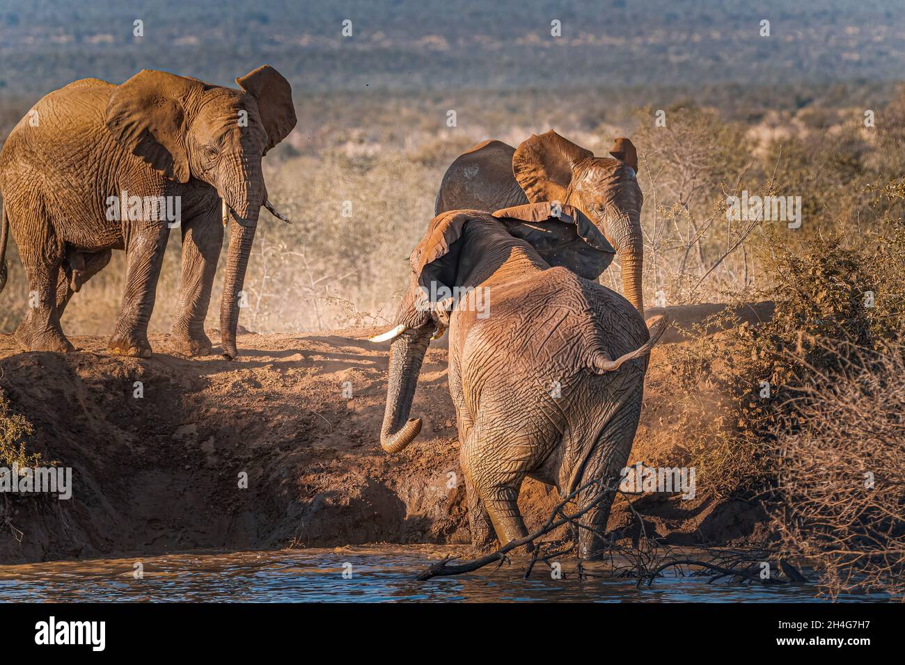 Group of elephants walking near a pond Stock Photo