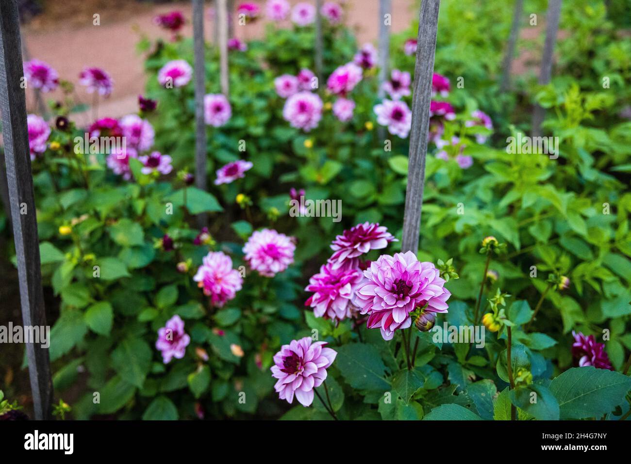 Pink flowers in a garden Stock Photo - Alamy