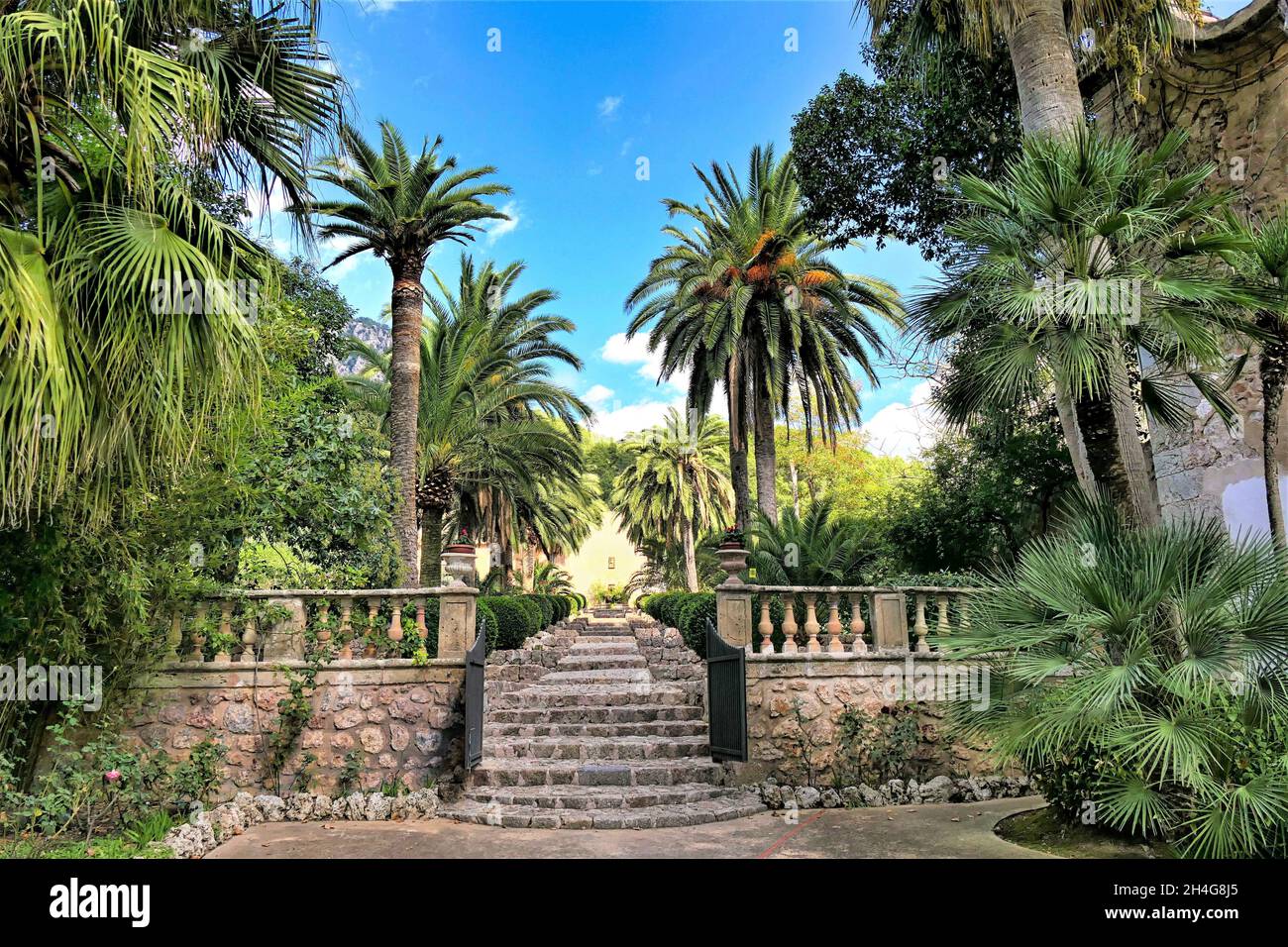 Palmen Garten Spanien Mallorca Bilder Stock Photo