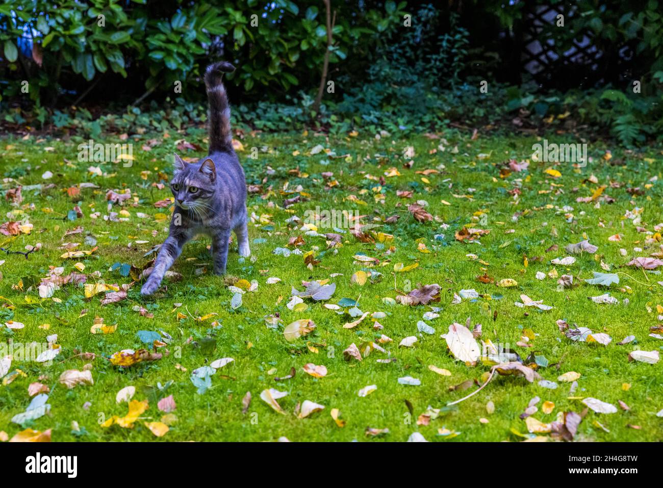 Cute cat on a lawn with fallen autumn leaves Stock Photo - Alamy
