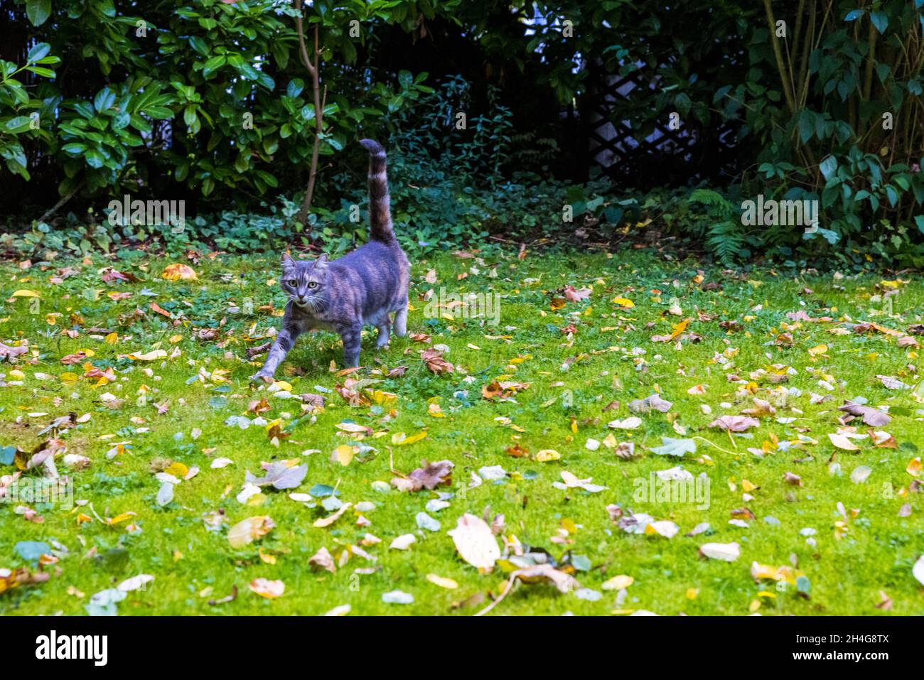 Cute cat on a lawn with fallen autumn leaves Stock Photo - Alamy