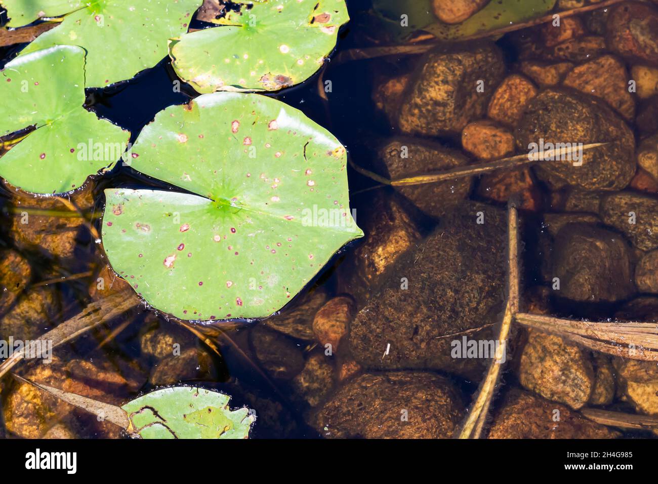 Close up of green lily pad - nymphaea -  under pond water with rocks and twigs. Stock Photo