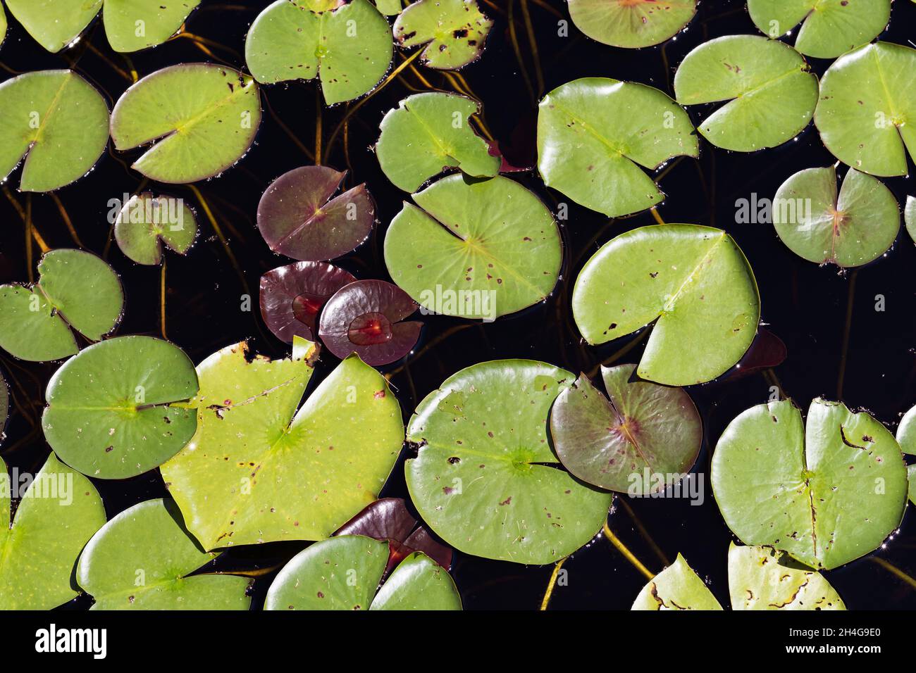 Green and red lily pads of the water lily plant - nymphaea - in dark pond water in Ontario, Canada. Stock Photo