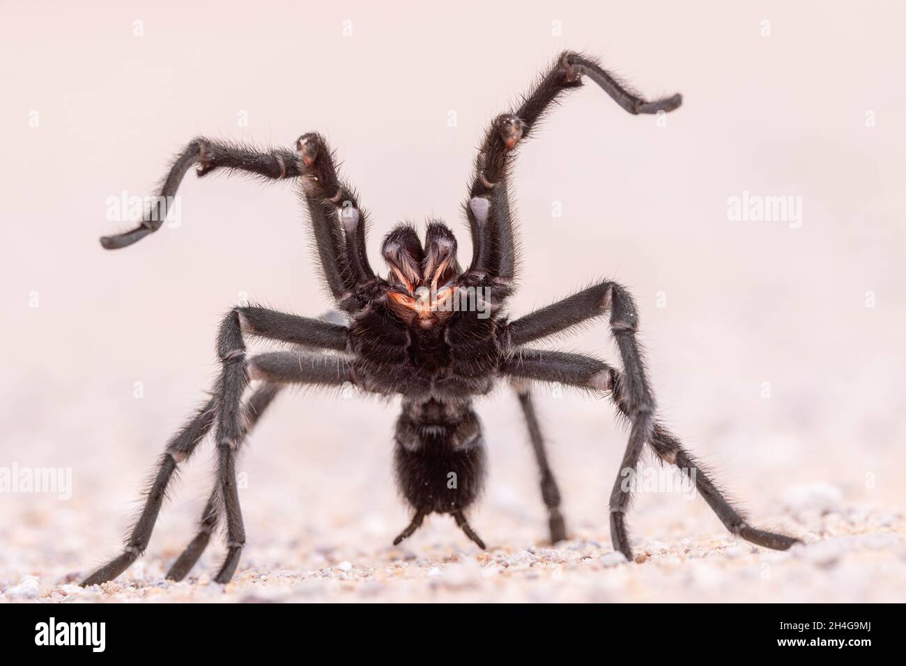 Tarantula, Quebradas Backcountry Byway, Socorro co., New Mexico, USA. Stock Photo