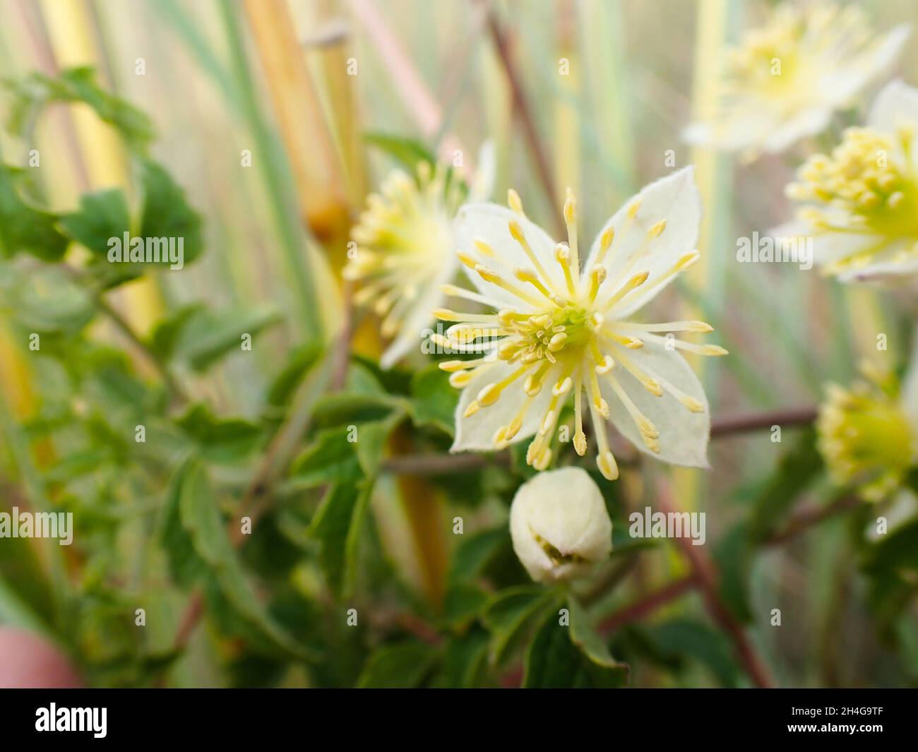 Traveller's Joy Plant Flower Close-up (Clematis brachiata) Stock Photo