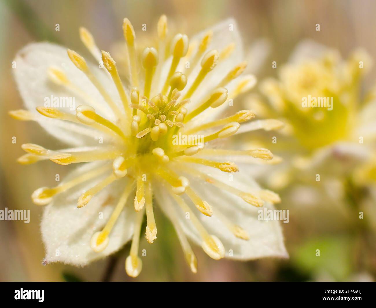 Traveller's Joy Flower Head Close-up (Clematis brachiata) Stock Photo