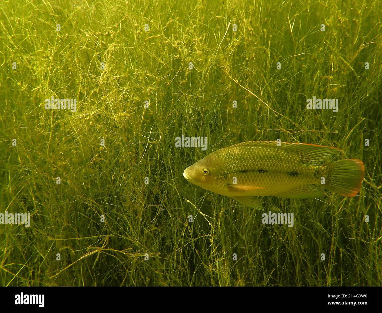 Mozambique Tilapia Fish Swimming Past Aquatic Weeds (Oreochromis mossambicus) Stock Photo