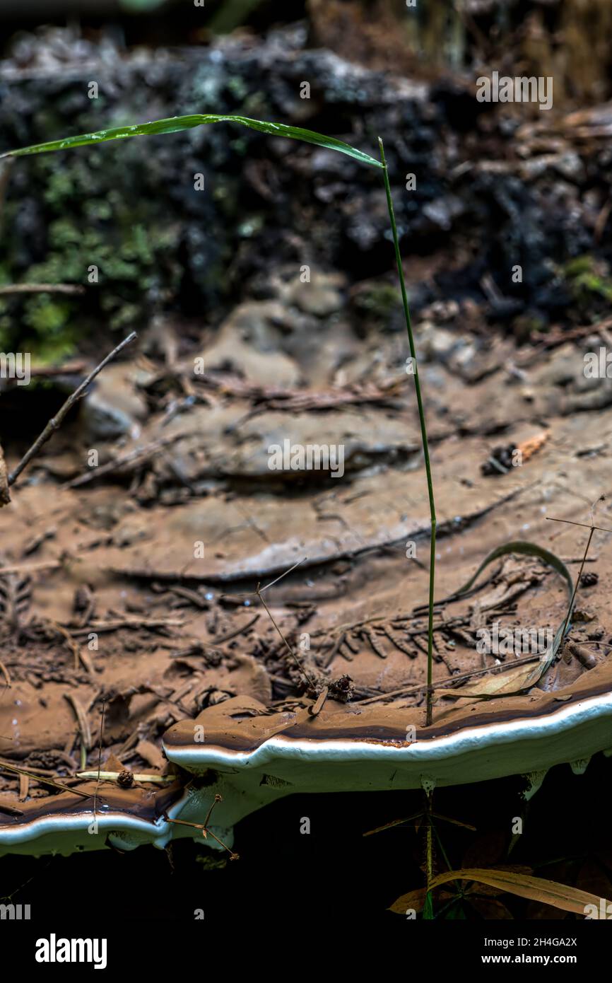Fruiting Body of a Ganoderma Fungus Growing around a Grass Shoot Stock Photo