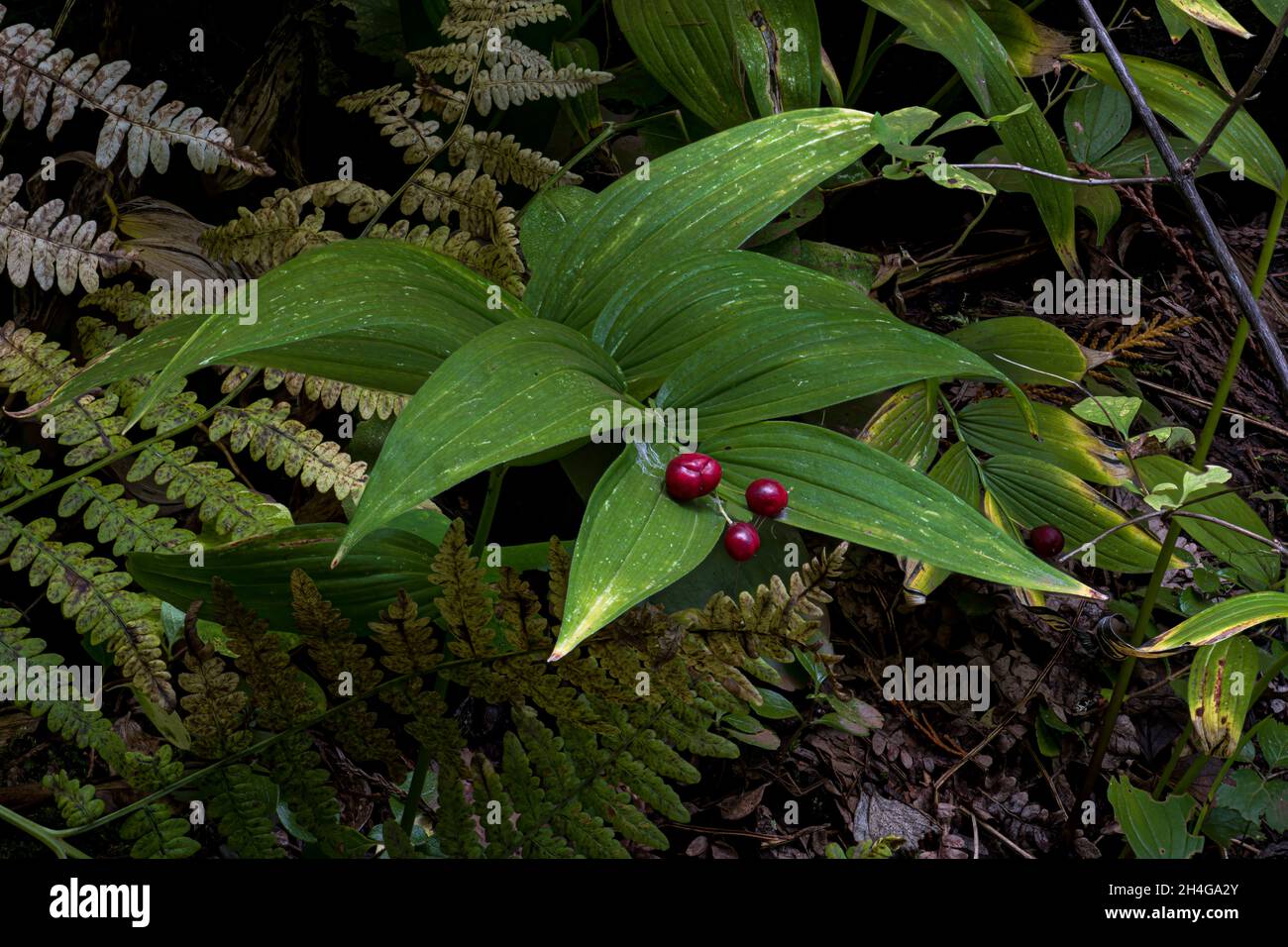 Treacleberry or Feathery False Lily of the Valley (Maianthemum racemosum) Stock Photo