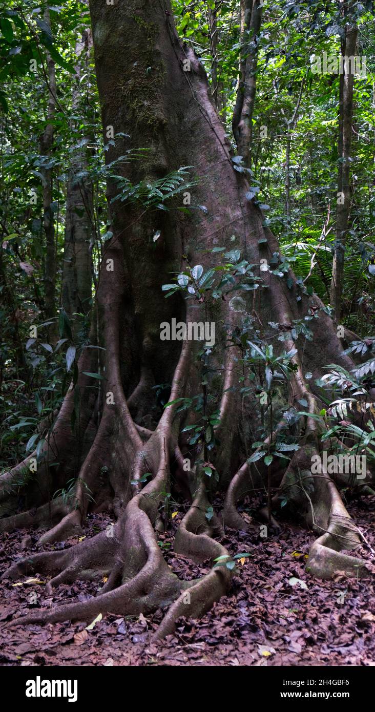Fig tree of northern Queensland Stock Photo Alamy