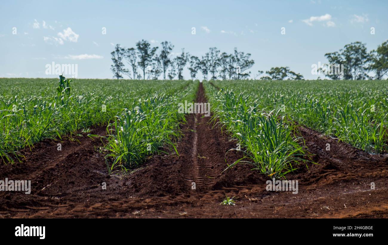 Rows of sugar cane hi-res stock photography and images - Alamy