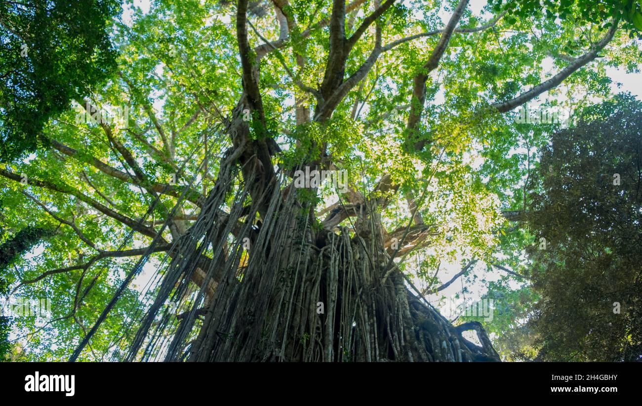 Fig tree of northern Queensland Stock Photo Alamy