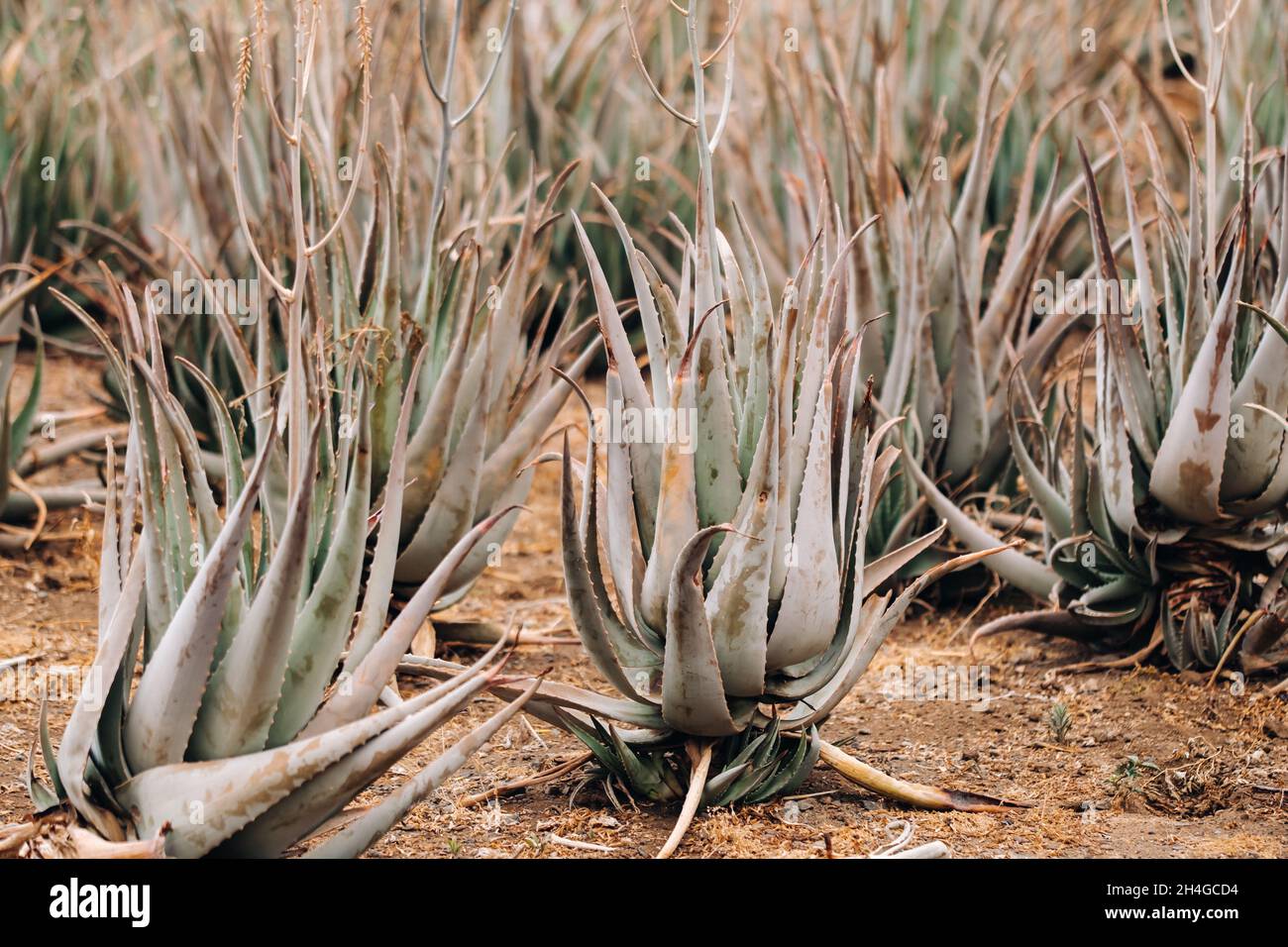 aloe vera amazon Buy Aloe Vera Plant Online in India- Benefits & Care Tips