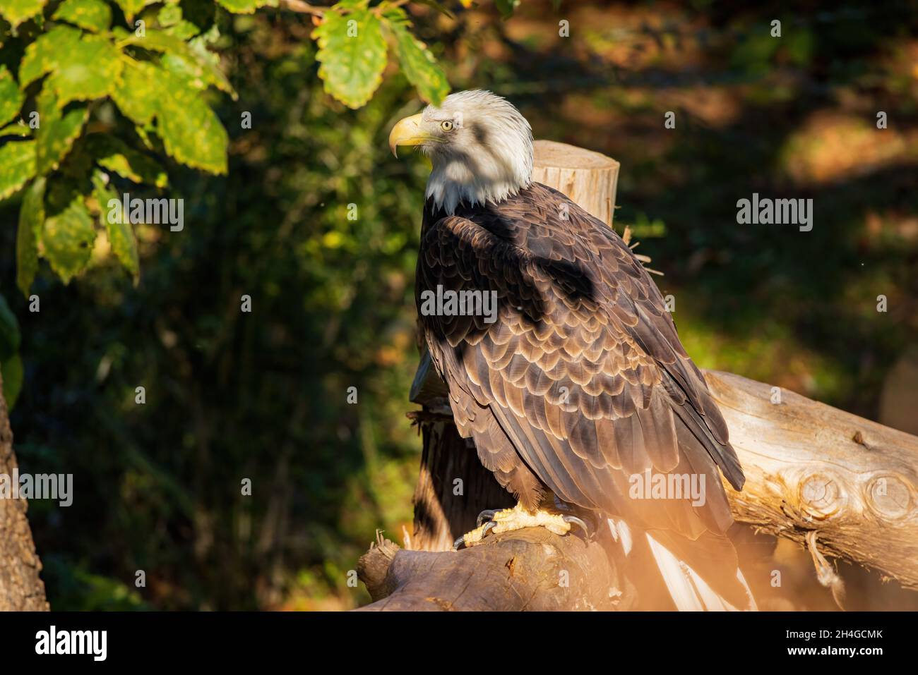 Close up shot of Bald eagle at Oklahoma Stock Photo Alamy