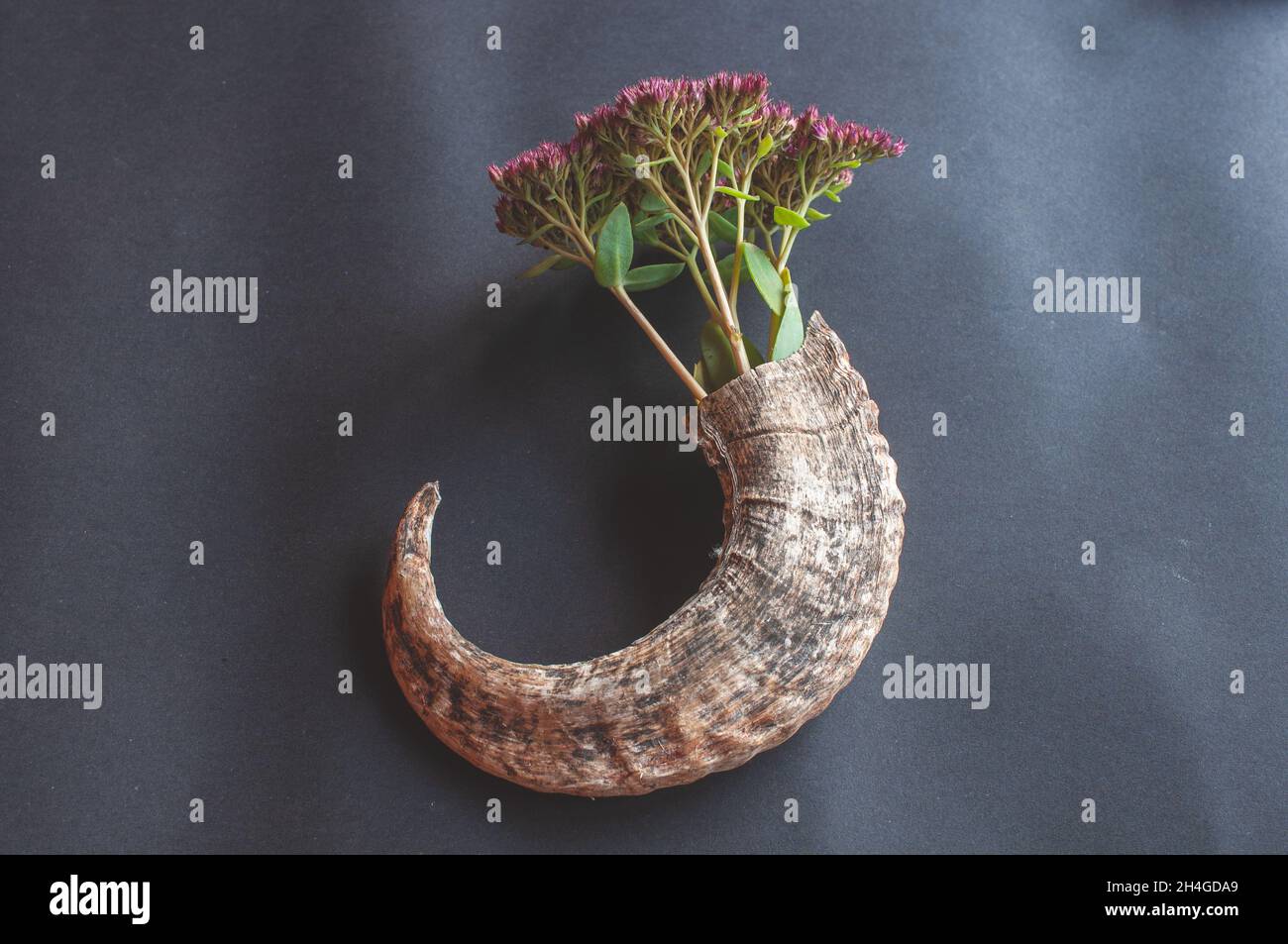 real animal horn with flowers like in a flower pot on a black