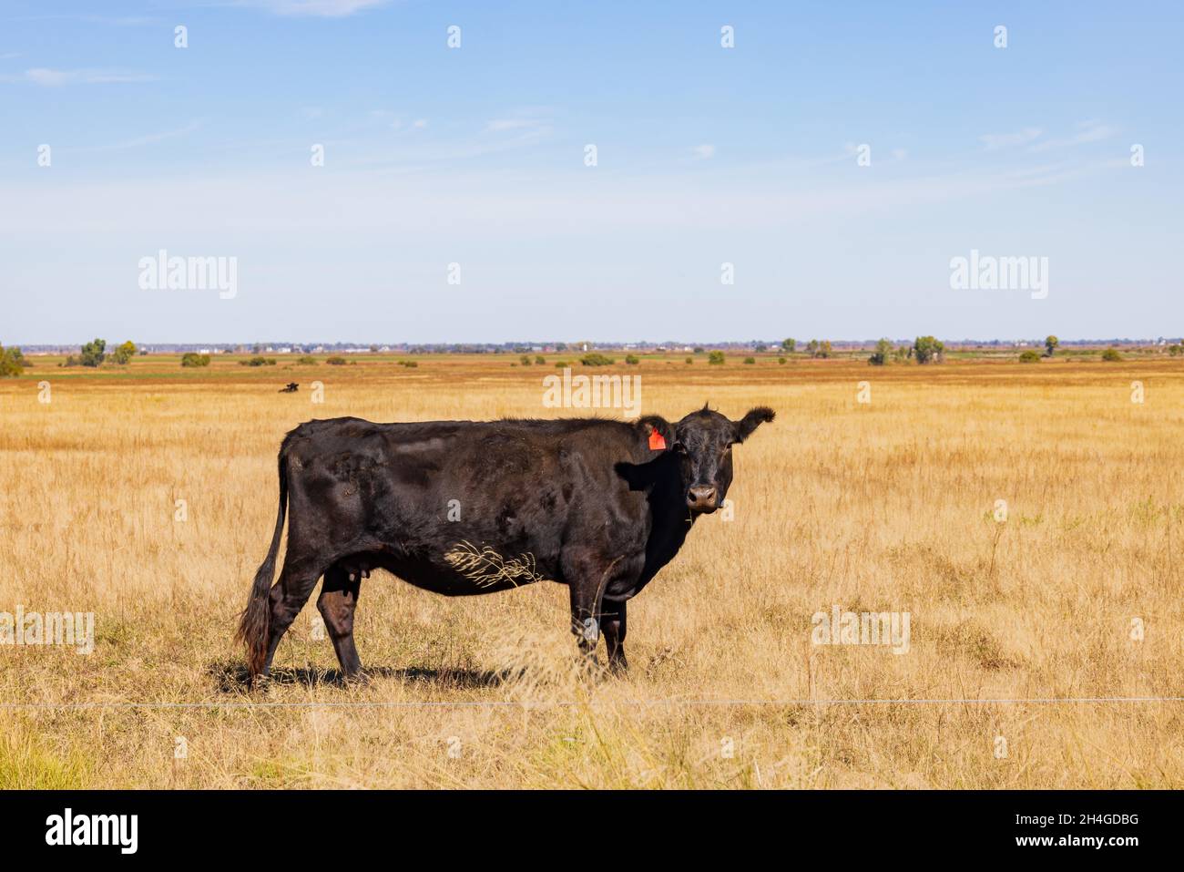 Close up shoot of Aberdeen Angus cow at Oklahoma Stock Photo - Alamy