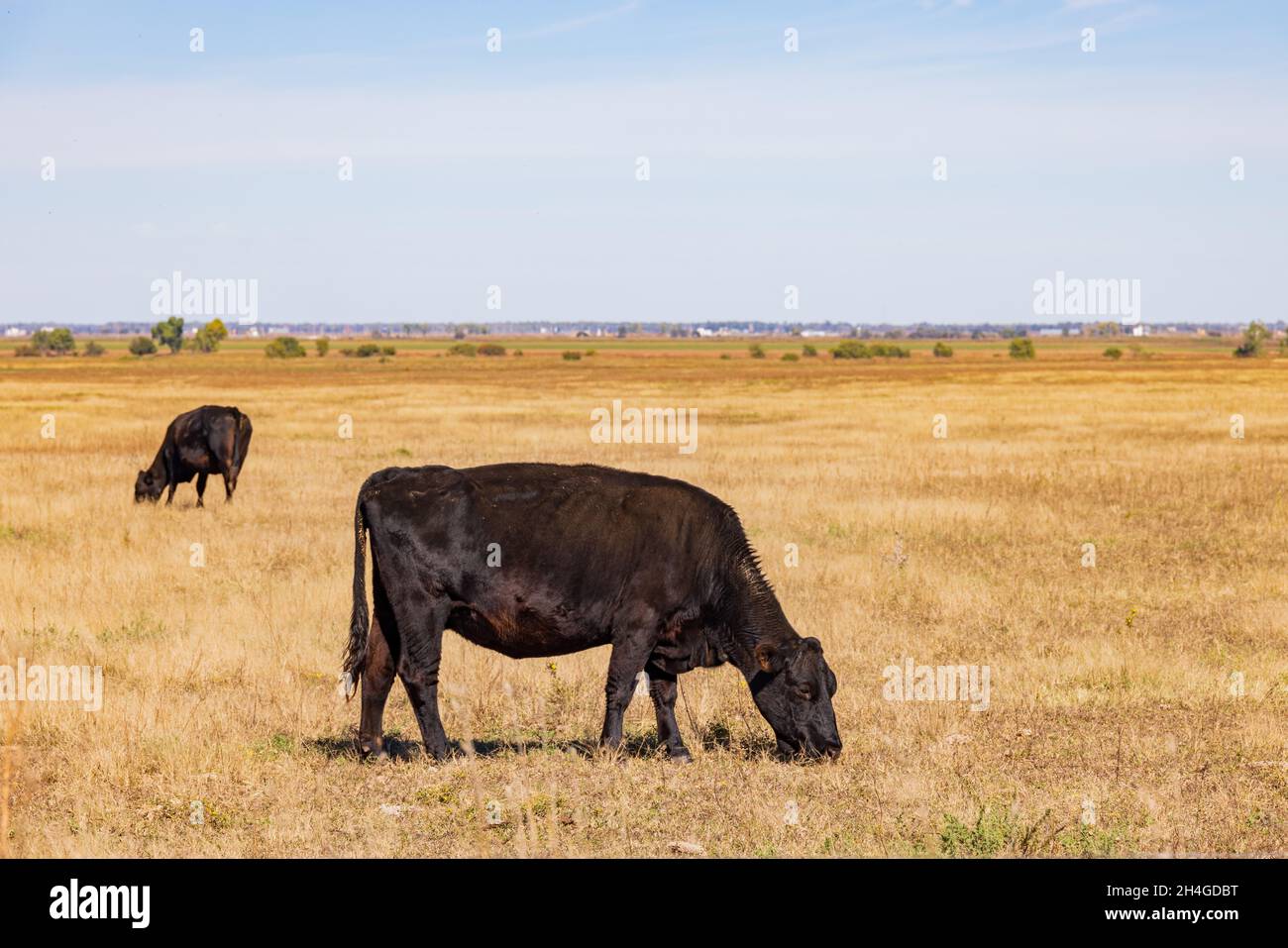 Aberdeen angus cow hi-res stock photography and images - Alamy