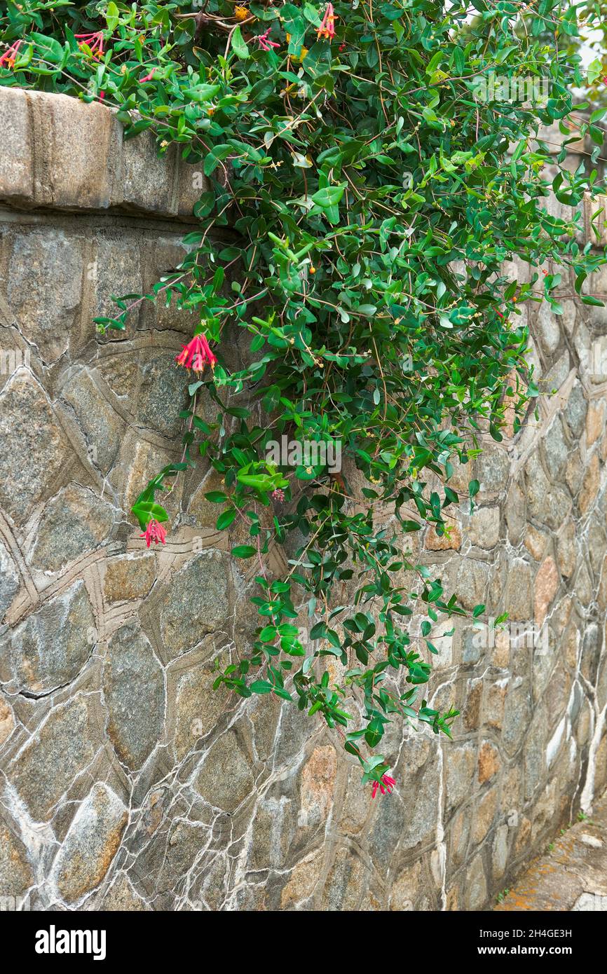 Vines grow along a stone wall in the Maymont estate, Richmond, Virginia