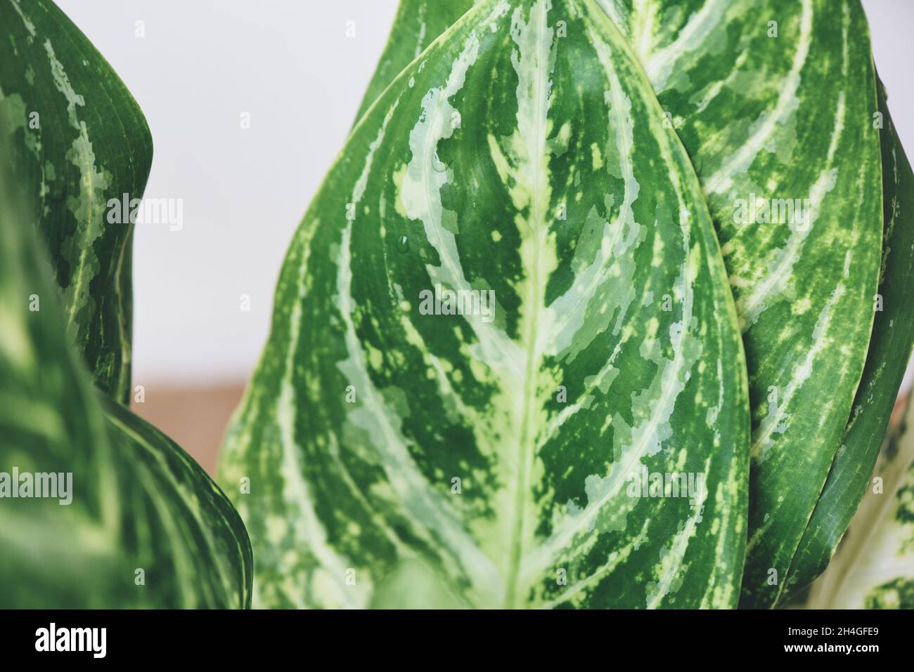 dracaena planta Dracaena Fragrans Massangeana Stump (Dragon Plant)  Rolling Greens