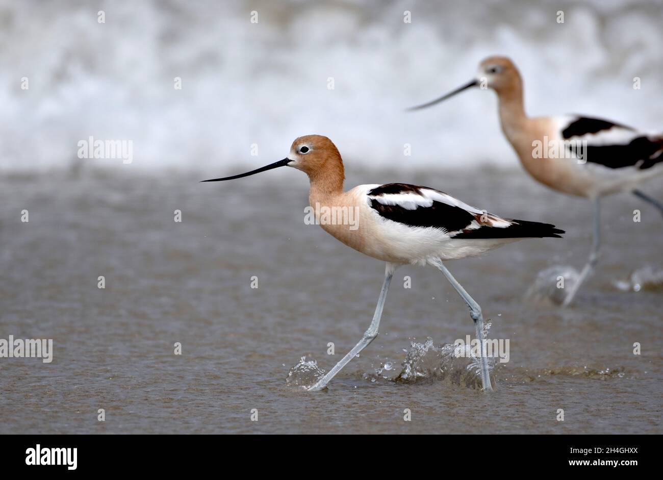 A pair of American avocets (Recurvirostra americana) hunting in the surf at the Salinas River National WIldlife Refuge in California Stock Photo