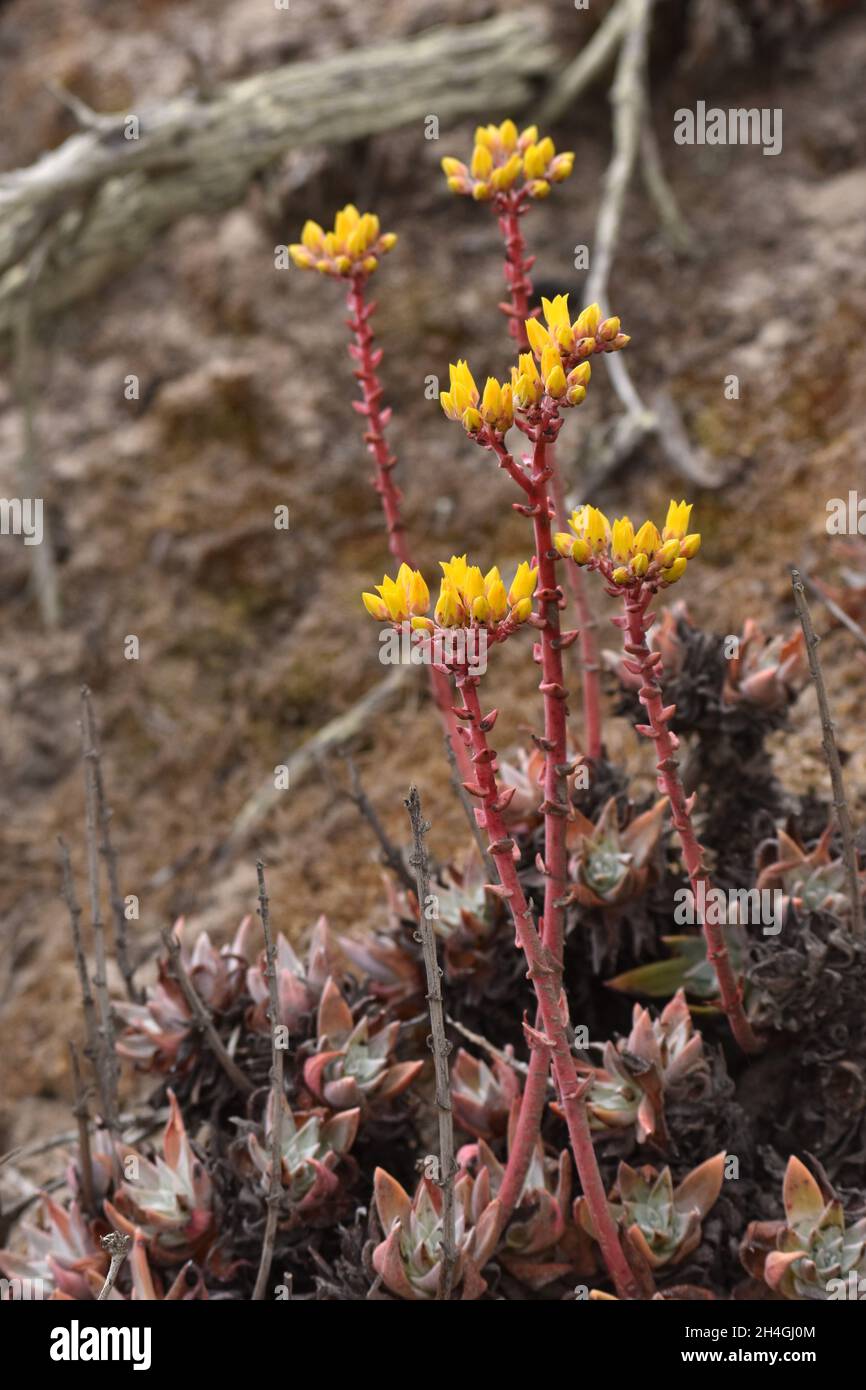 Sea lettuce (Dudleya caespitosa) in the Salinas River National Wildlife Refuge in California, displaying its brilliant yellow flowers. Stock Photo