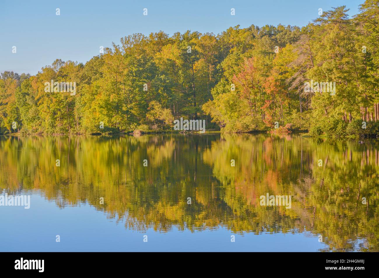 Mirror image of the trees in the Bear Creek Lake State Park in Cumberland, Virginia Stock Photo