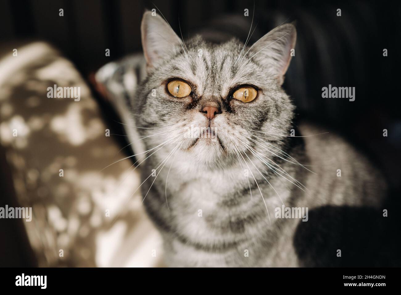 fluffy grey house cat sitting on the couch Stock Photo - Alamy