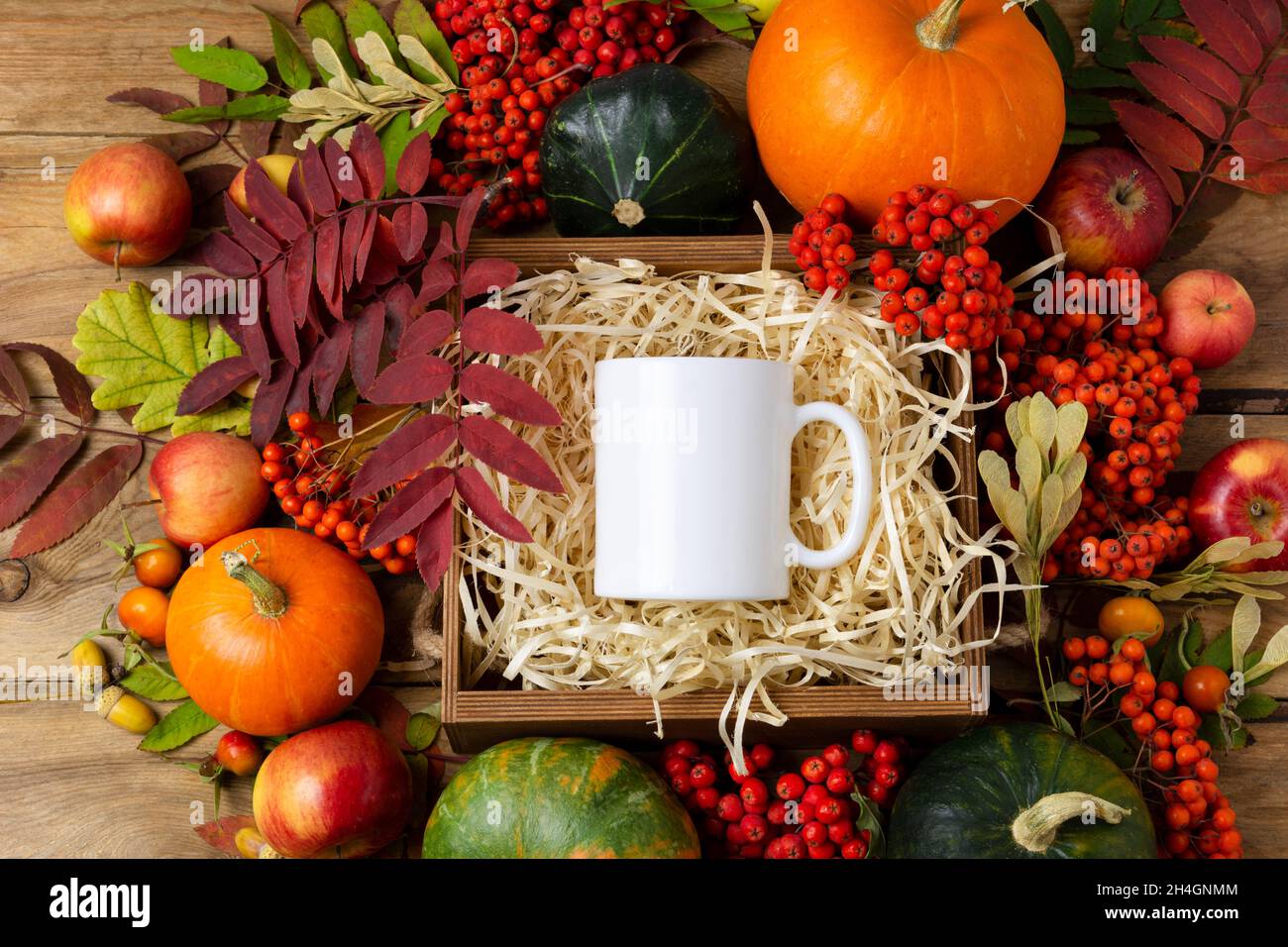 White coffee mug mockup with apples, pumpkins and fall leaves.  Empty mug mock up for design promotion Stock Photo