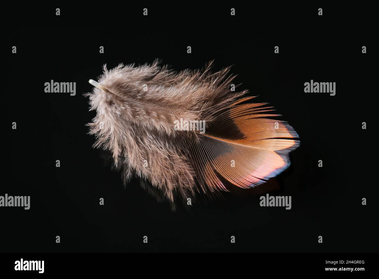 Pheasant Falling Pheasant falling hi-res stock photography and images - Alamy