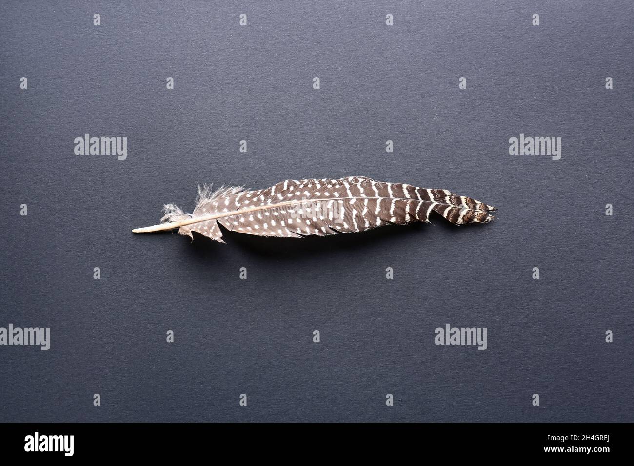 Pheasant Falling Pheasant falling hi-res stock photography and images - Alamy