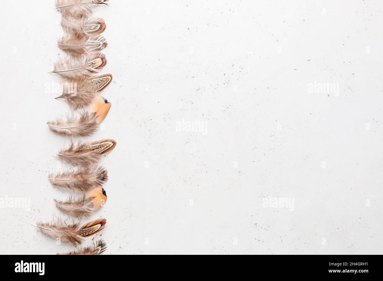 Beautiful pheasant feathers on white background Stock Photo