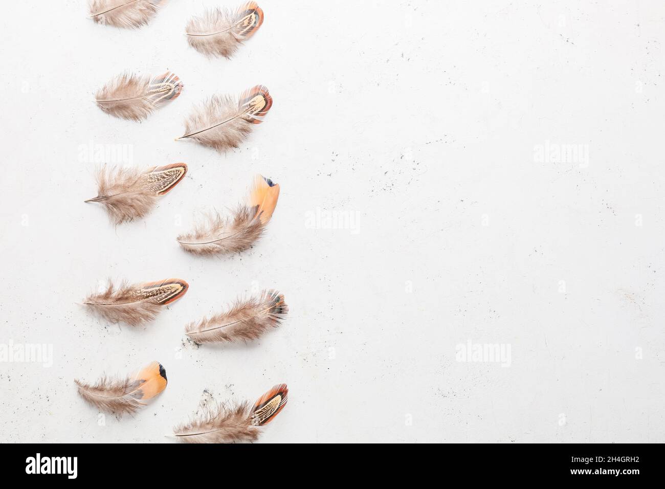 Beautiful pheasant feathers on white background Stock Photo