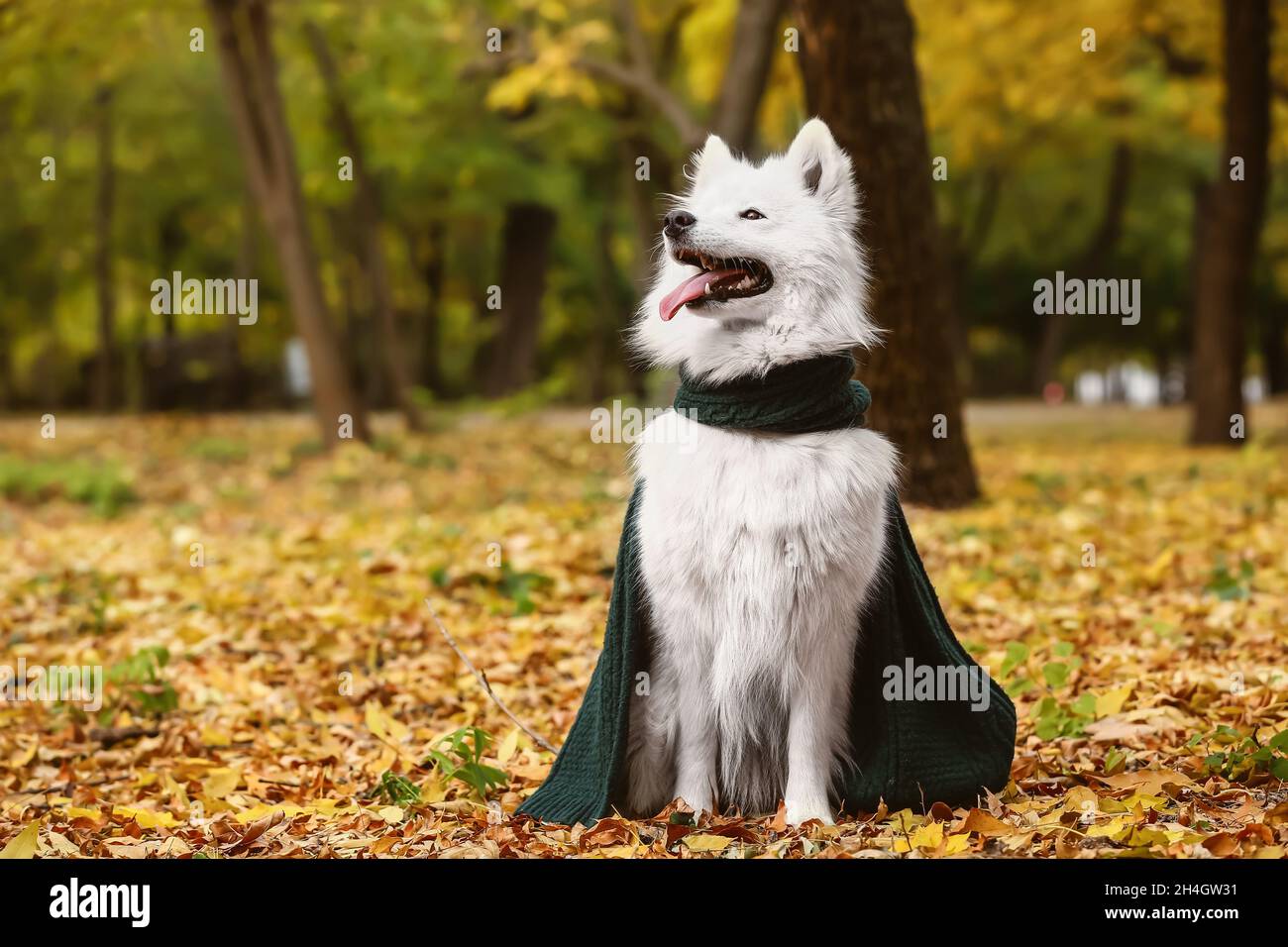 Samoyed scarf top