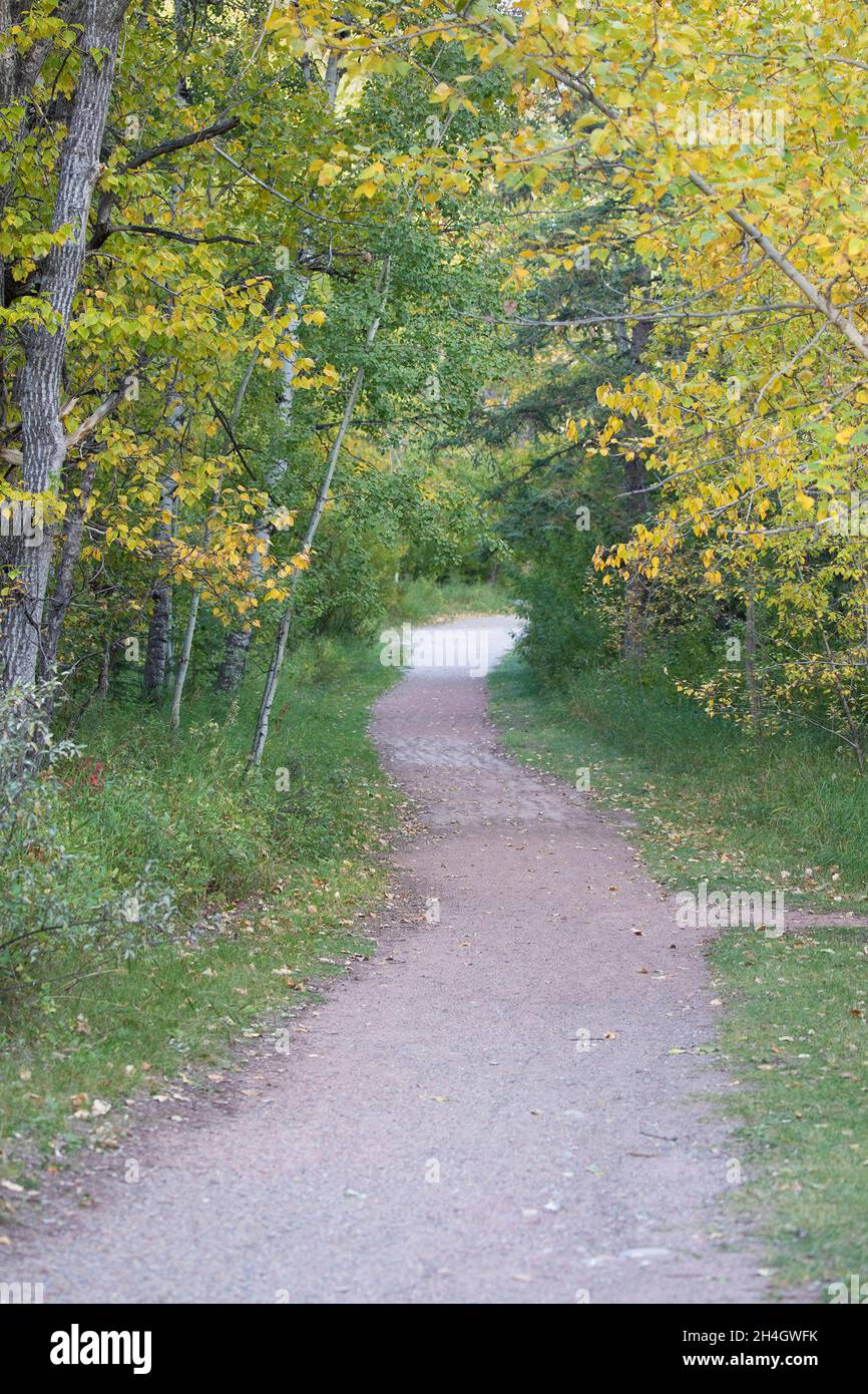 Path through forest in Fish Creek Provincial Park with leaves turning from green to yellow at the end of summer. (Trembling Aspen and Balsam Poplar) Stock Photo