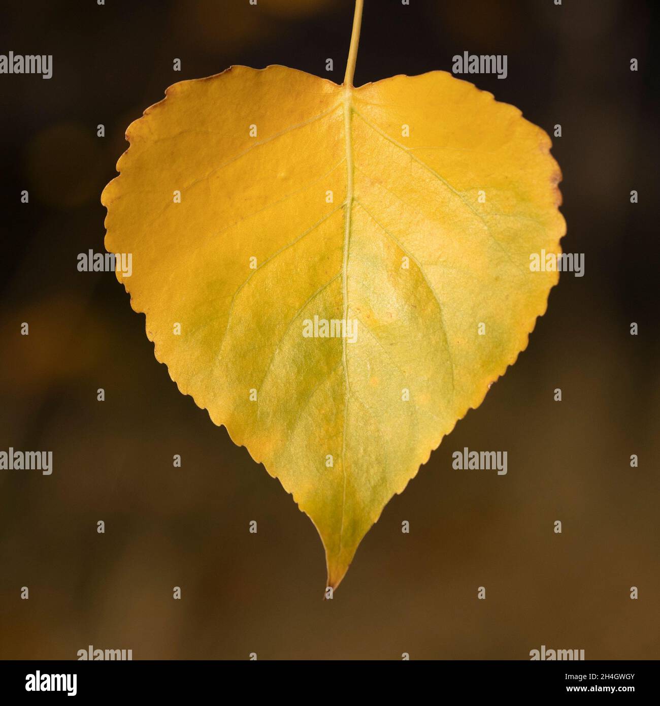 Leaf on a Plains Cottonwood tree changing to yellow in autumn because of a decrease in photosynthesis. Populus deltoides Stock Photo
