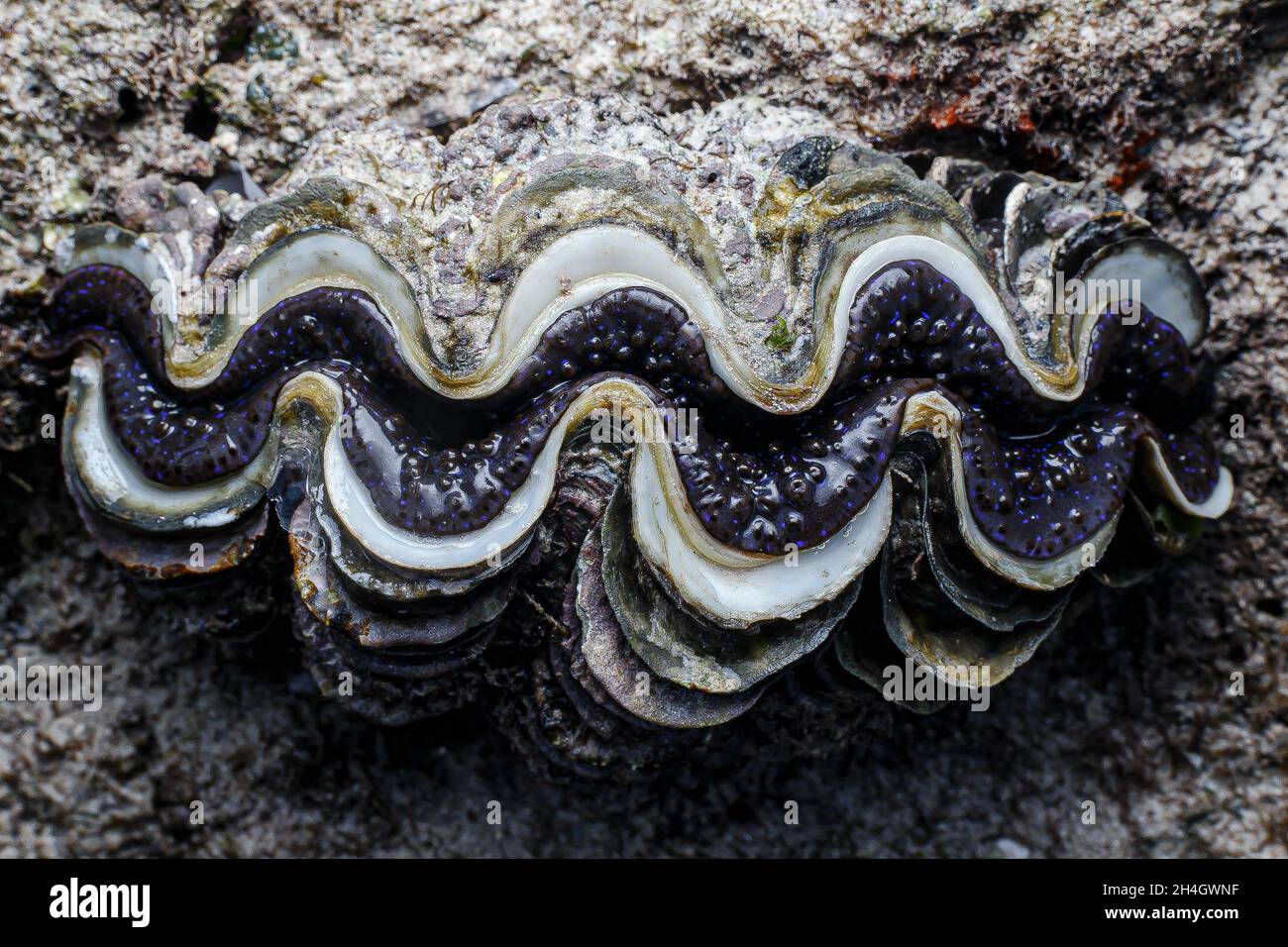 An almost fully developed Clamp, one of the species found in Watamu ...