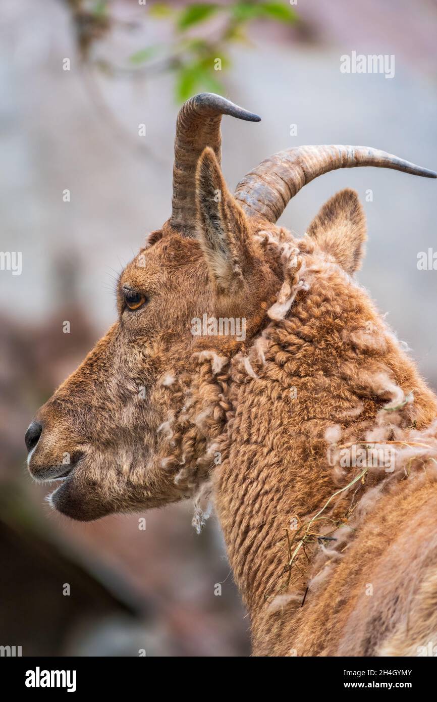 Mountain goat or East caucasian tur, female, latin name Carpa cylindricornis. It is critically endangered large animals Stock Photo - Alamy Mountain goat or East caucasian tur, female, latin name Carpa cylindricornis. It is critically endangered large animals Stock Photo - Alamy
