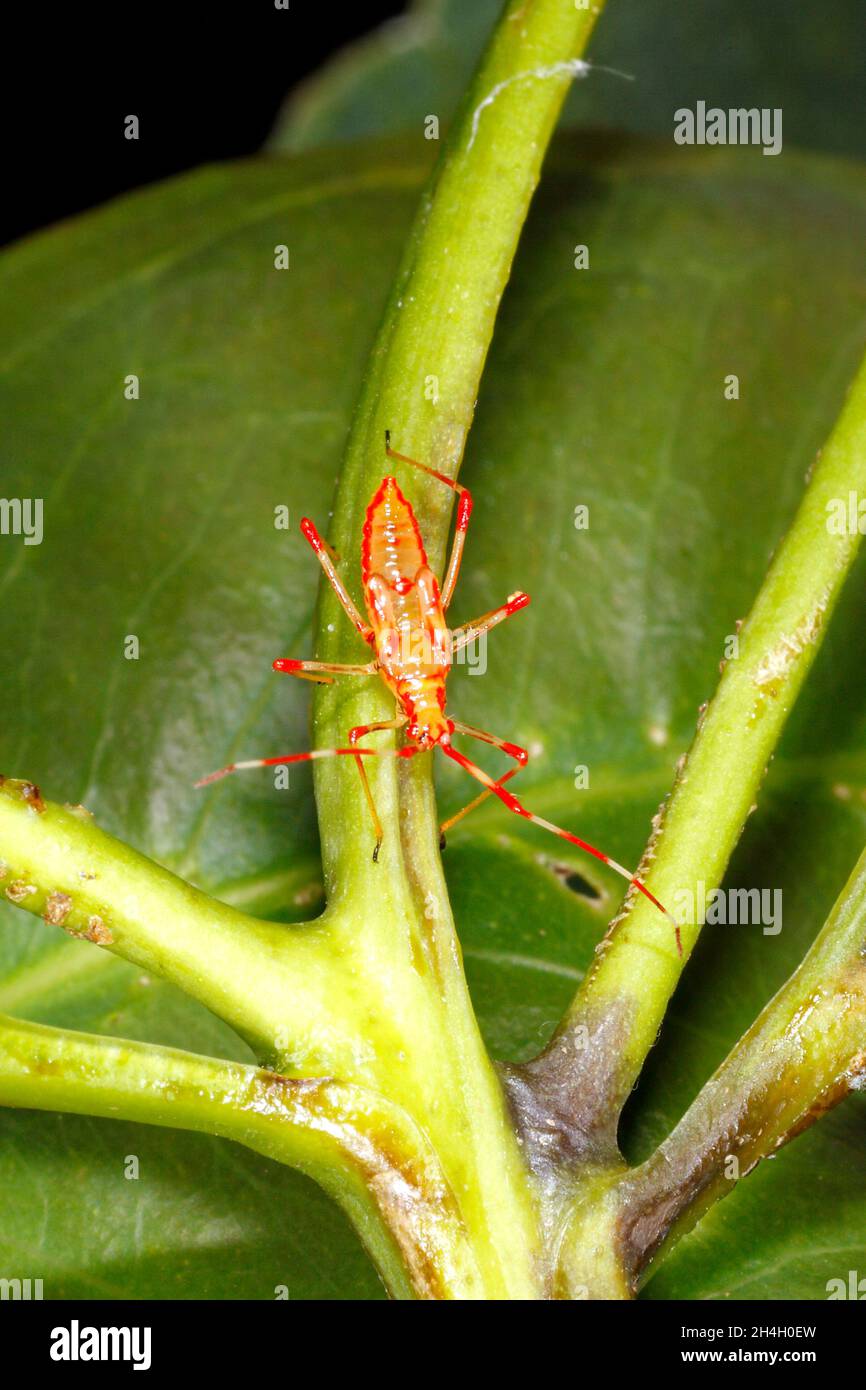 unknown Hemipteran nymph. red and yellow. Coffs Harbour, NSW, Australia Stock Photo