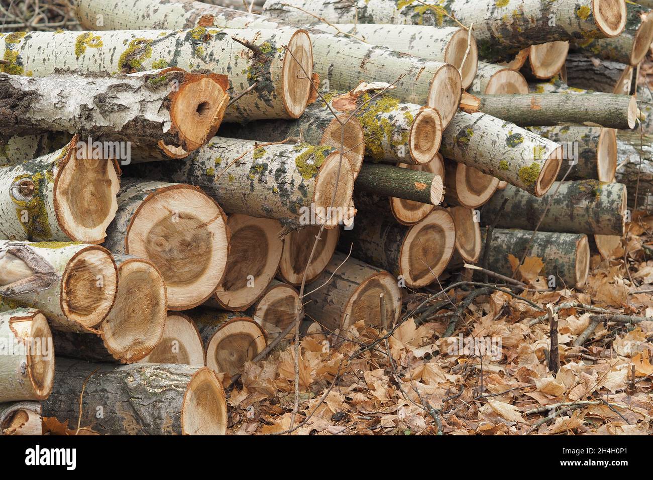 Forestry. Deforestation, obtaining timber. Logging industry. Ecology ...