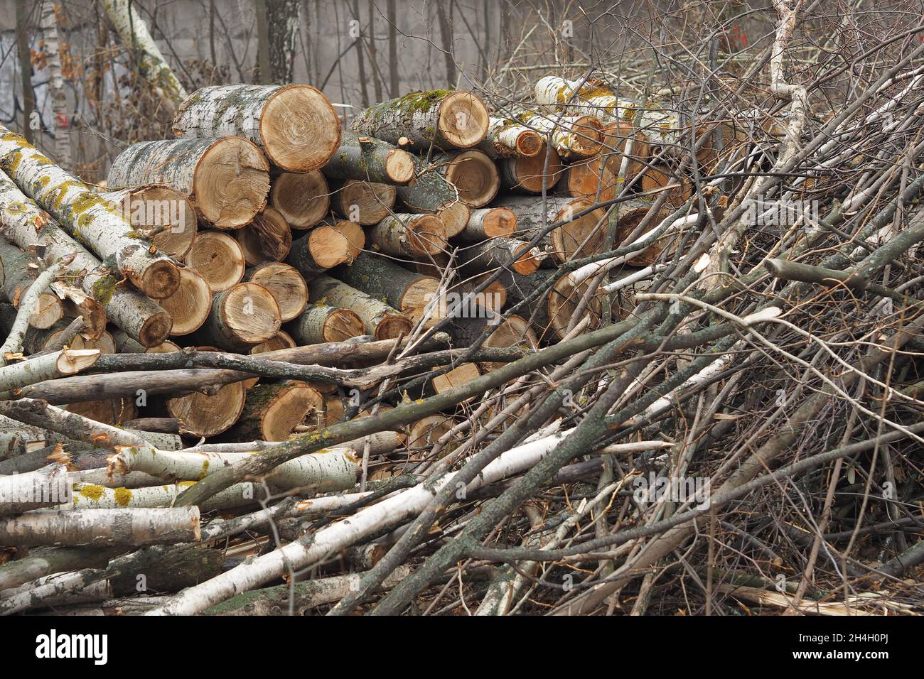 Forestry. Deforestation, obtaining timber. Logging industry. Ecology ...