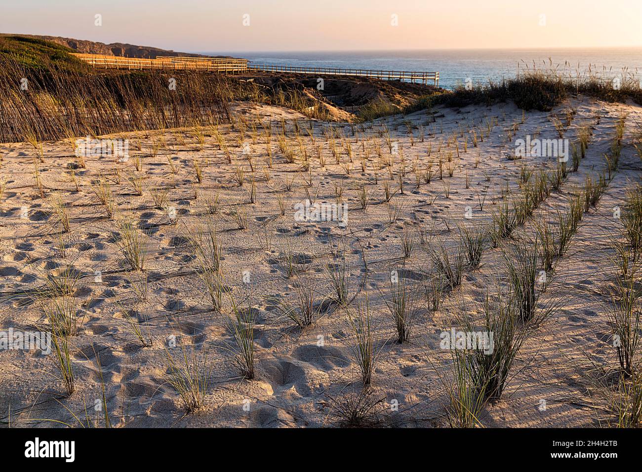 Planting grasses in dunes, dune protection on the Atlantic Ocean, Vicentine Coast and Southwest Alentejo Natural Park, Vila Nova de Milfontes, Costa Stock Photo