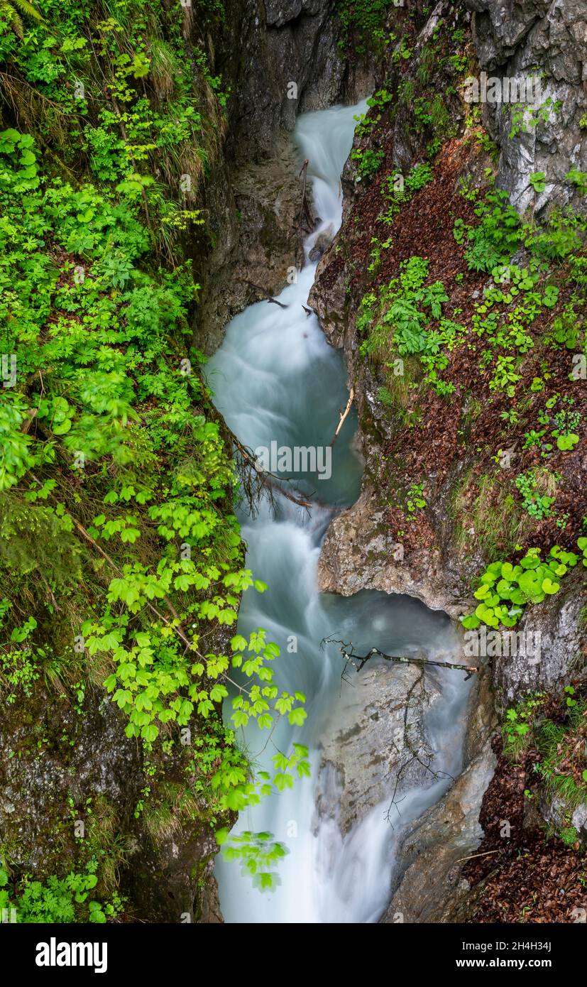 Mountain stream flowing through a narrow gorge, gorge with river ...