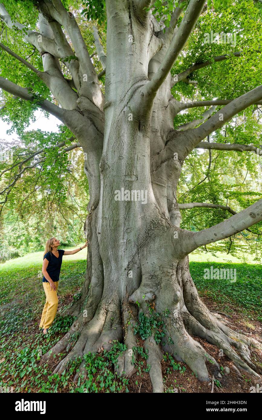 Woman at an old beech tree, Sanssouci World Heritage Park, Potsdam, Brandenburg, Germany Stock Photo