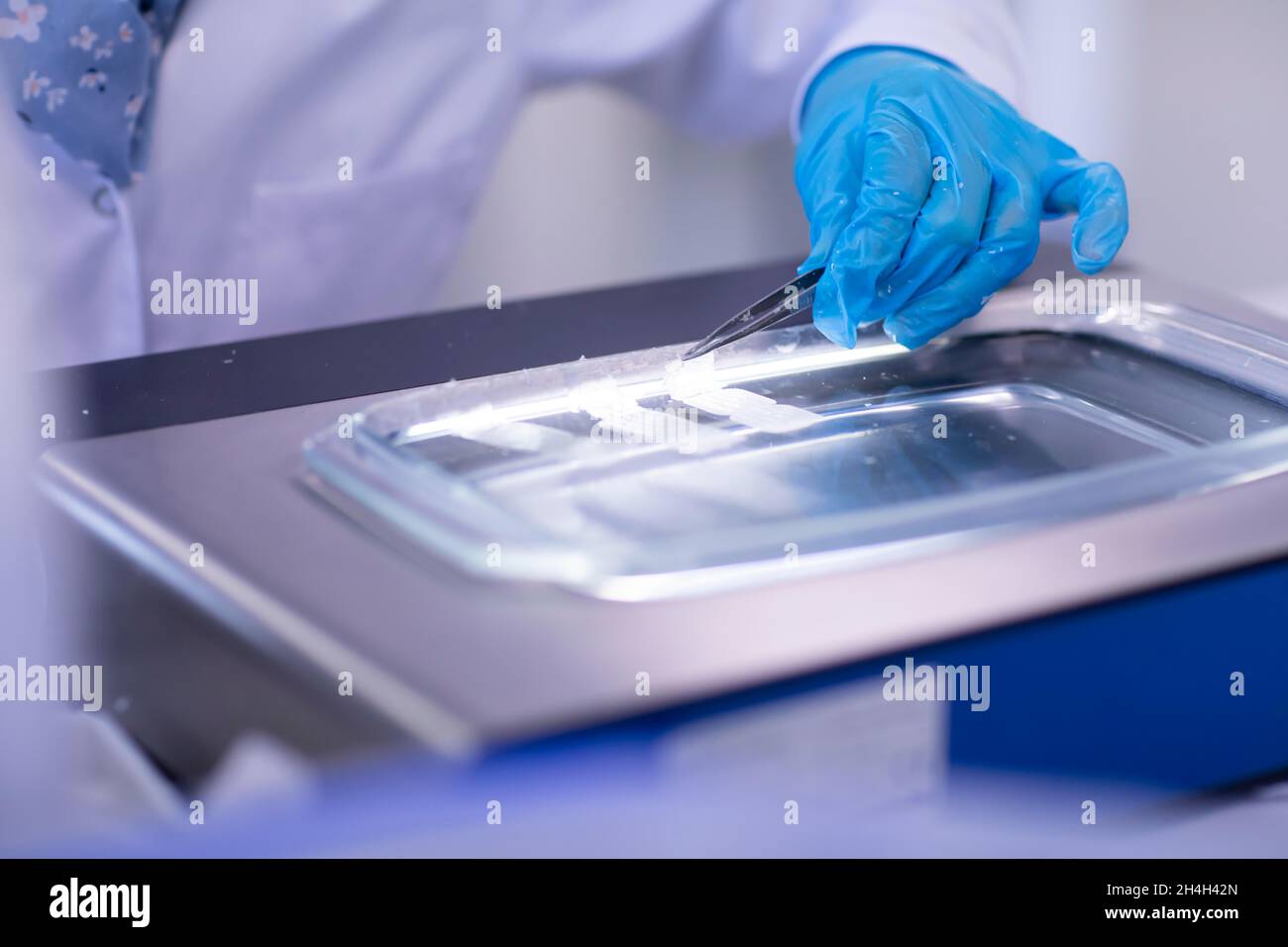 Sample processing with laboratory equipment in a histology laboratory, Freiburg, Baden