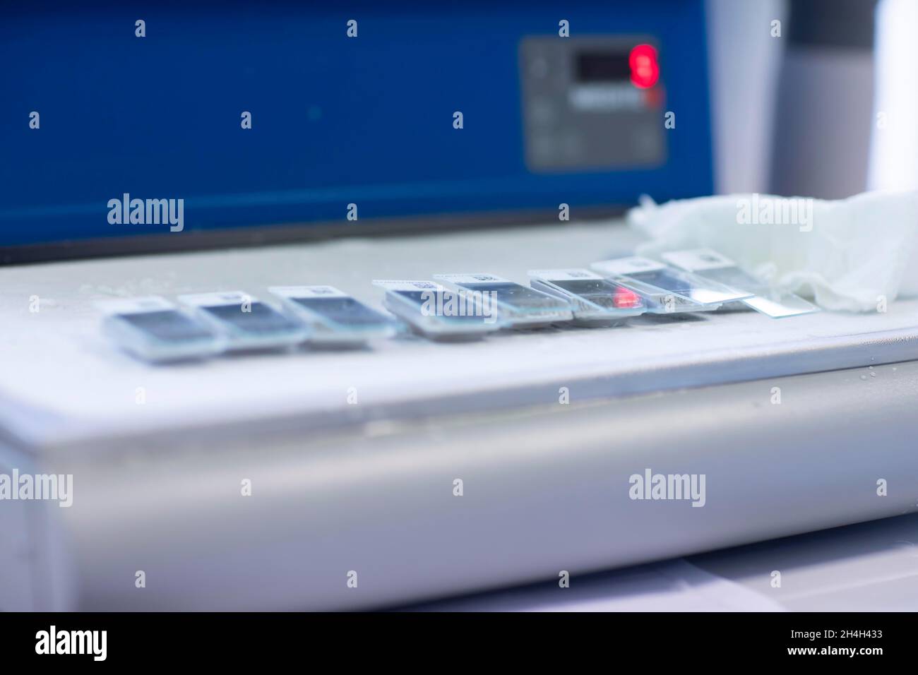 Embedded samples in a histology laboratory, Freiburg, Baden- Wuerttemberg, Germany Stock Photo