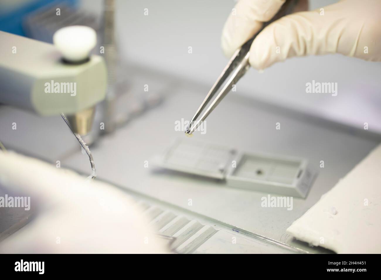 Embedded specimen with forceps in a histology laboratory, Freiburg